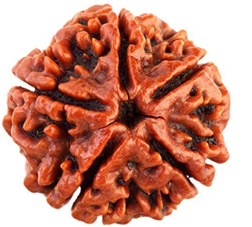 Panch Mukhi Rudraksha